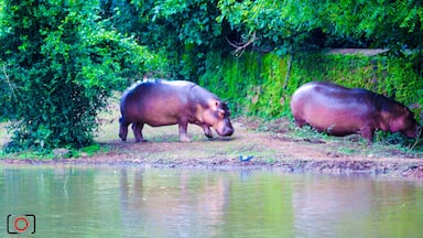Nandankanan Zoological Park is a 400-hectare (990-acre) zoo and botanical garden in Bhubaneswar, Odisha, India. Established in 1960, it was opened to the public in 1979 and became the first zoo in India to join World Association of Zoos and Aquariums (WAZA) in 2009. It also contains a botanical garden and part of it has been declared a sanctuary. Nandankanan, literally meaning The Garden of Heaven,[1] is located near the capital city, Bhubaneswar, in the environs of the Chandaka forest, and includes the 134-acre (54 ha) Kanjia lake.

A major upgrade was done in 2000 (after the damage caused by the super-cyclone of 1999 in coastal Odisha). More than 3.3 million visitors visit Nandankanan every year.