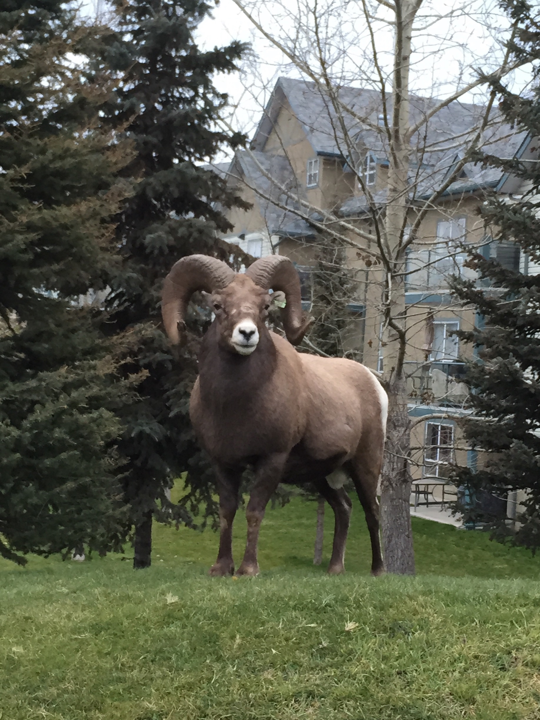 The Peaks, Radium Hot Springs Vacation Rentals house rentals & more Vrbo