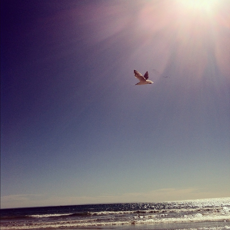 #beach #sea #sun #aldinga #adelaide #bird