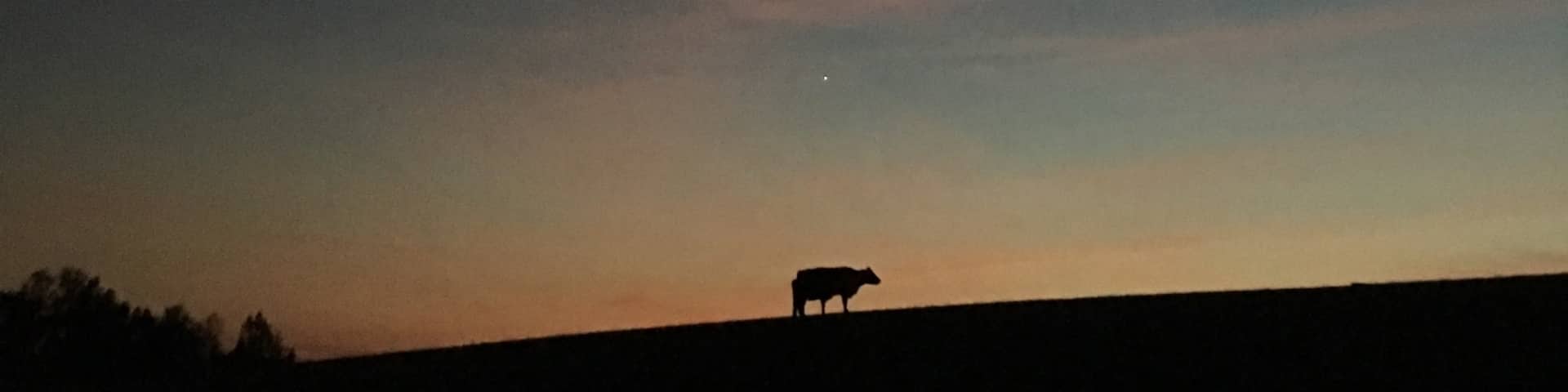Cow and a Planet🌎
