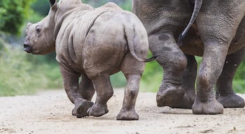 A baby southern white rhino. If I had the chance to name this little fellow I would name her Hope. How gentle these magnificent creatures are, yet highly endangered. 

Which is why I won’t post an accurate location.

#wildlife #stoprhinopoaching #NationalPark