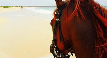 Horse riding Cape Verde