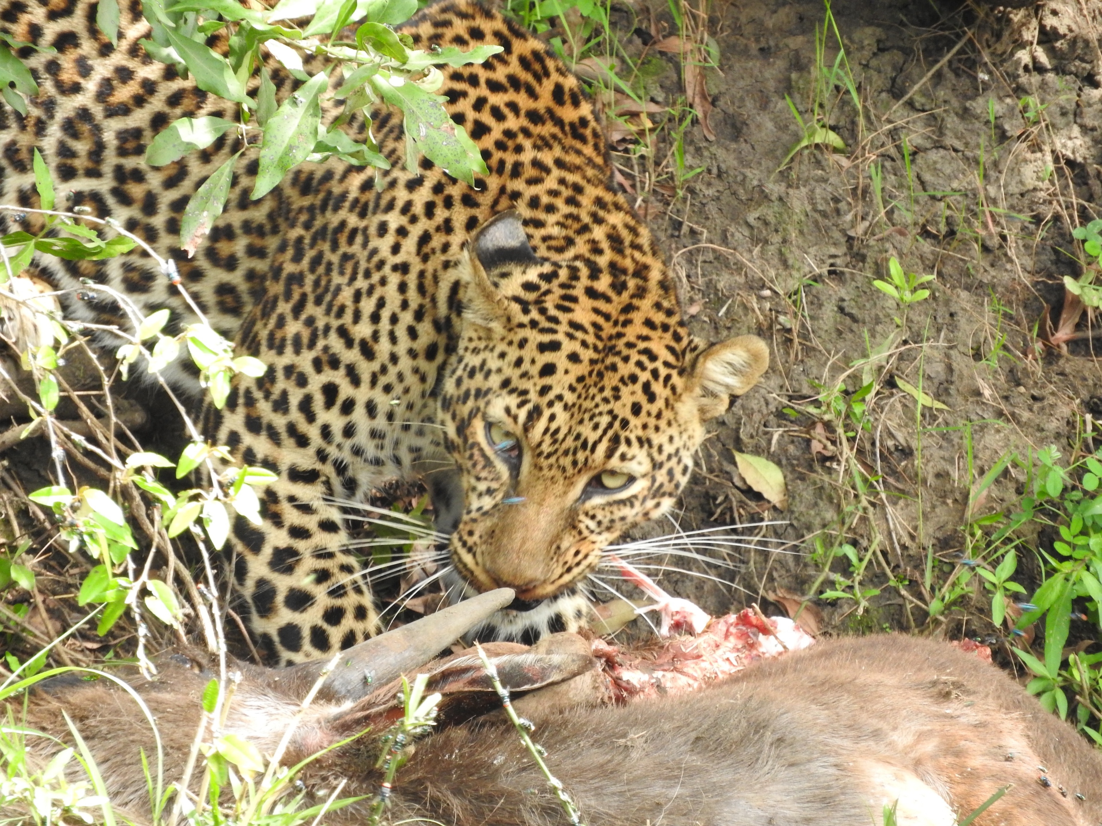 Rare sighting of a Leopard eating his kill while out on Safari.