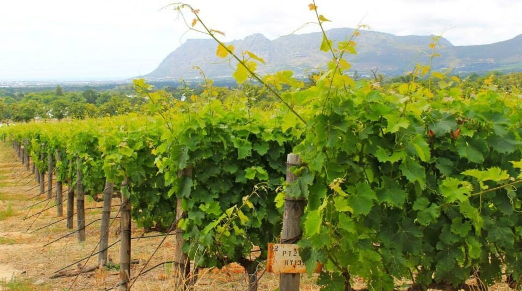 Groot Constantia Winery, Cape Town, Western Cape, South Africa