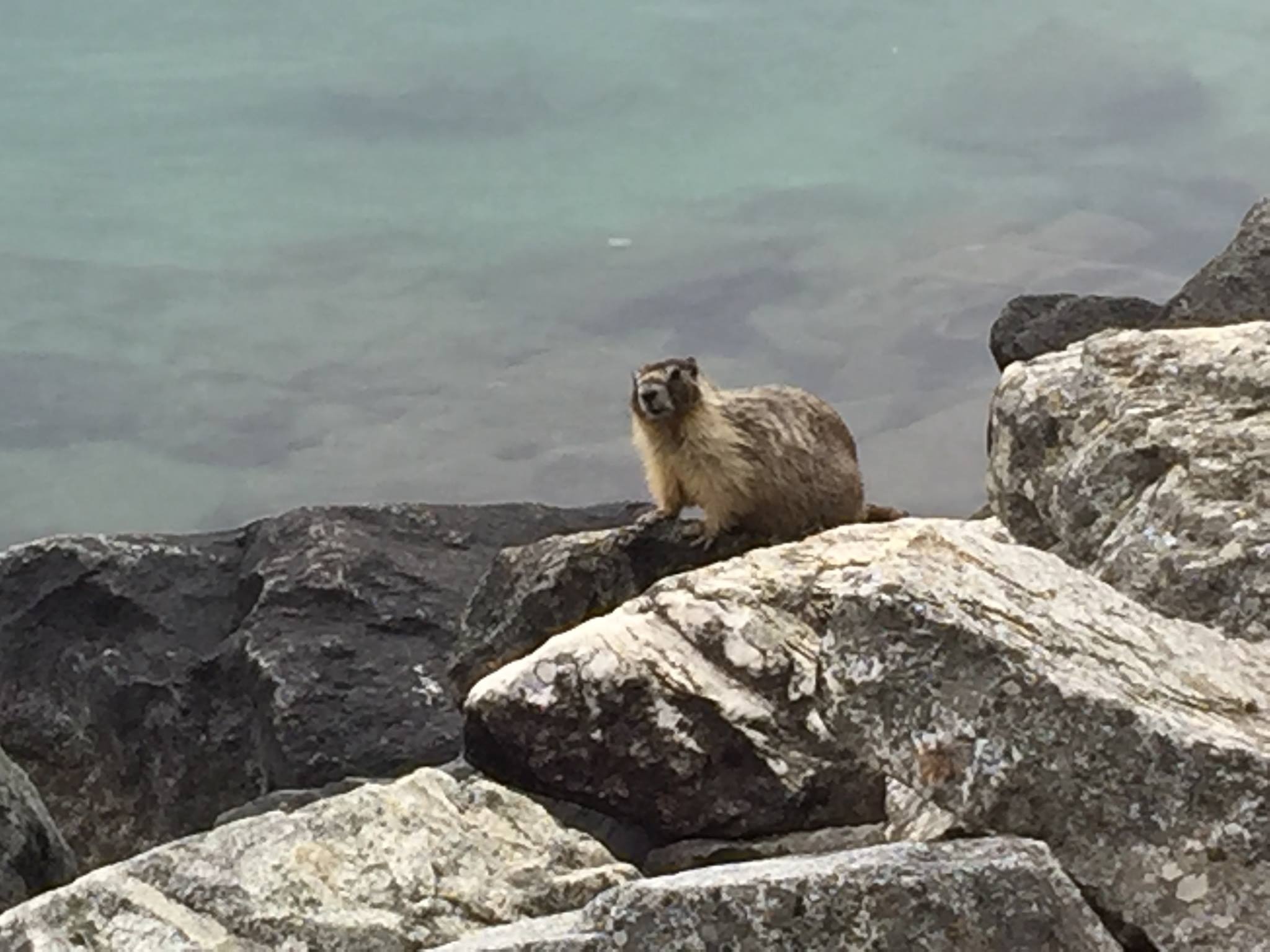 A bold marmot, living among the boulders at the water's edge in Lake Chelan State Park, is hopeful for scraps from campers and passersby.