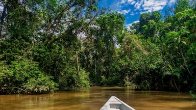 Cruising through thick Amazonian jungle in search of sloths, monkeys and everything exotic.