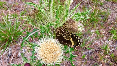 Capturing a butterfly landing on this Thistle
Flower was a nice surprise on my walk to find inspiration for my paintings! Love the green thorny shaped leaves! #Green 