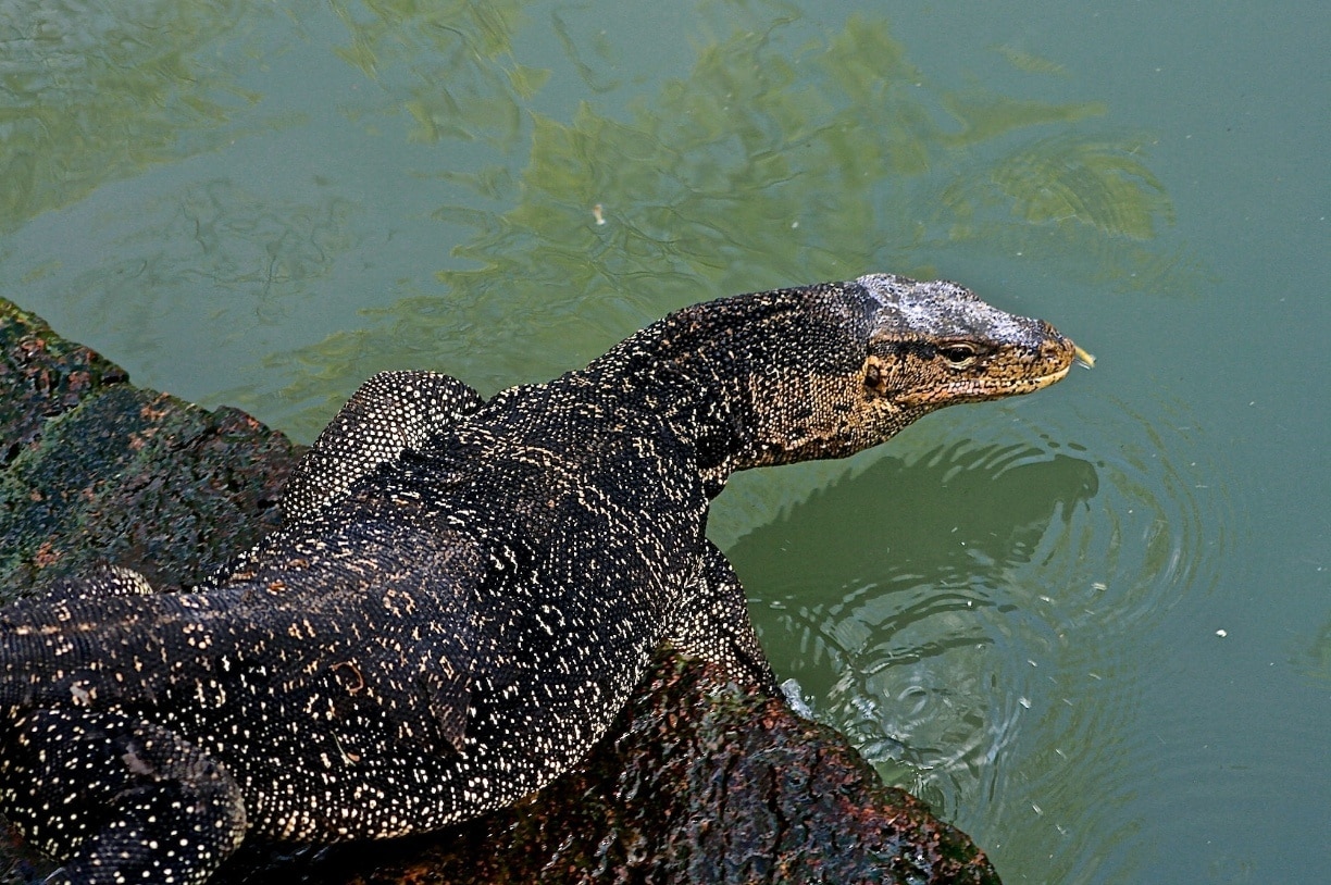 Komodo Dragons — City of Albuquerque