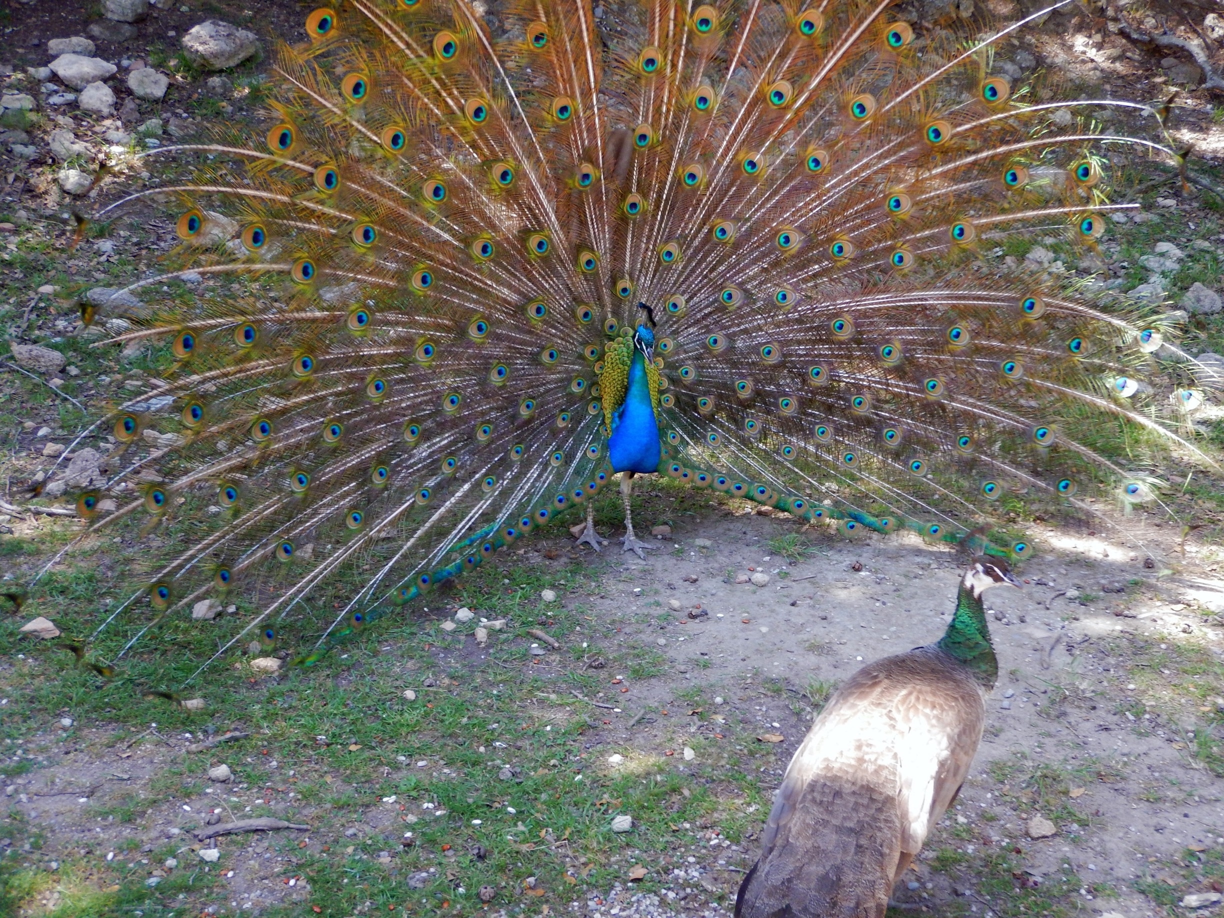 Courting peacock and hen