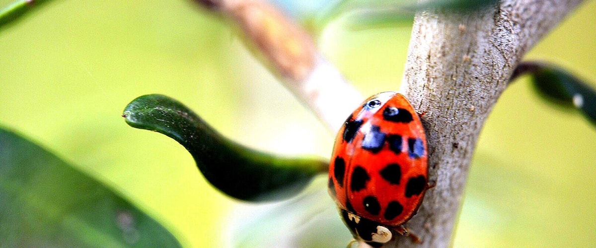 Ladybug at Jackson Lake.