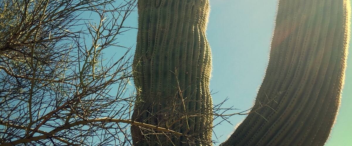 Crested Saguaro