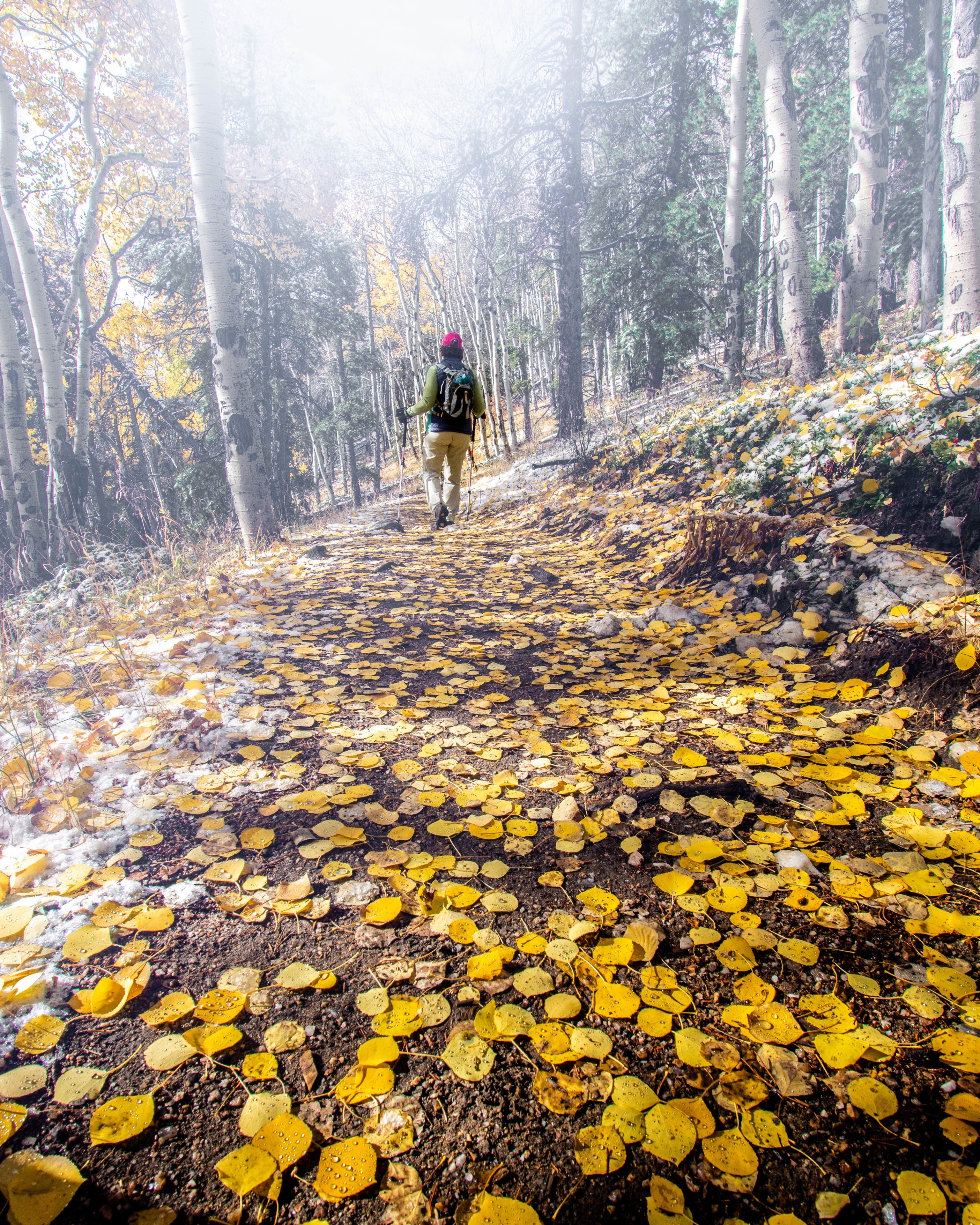 A snowy, foggy, chilly descent of Bergen Peak. With the first snowfall of the season, the aspen leaves came down in a hurry. 