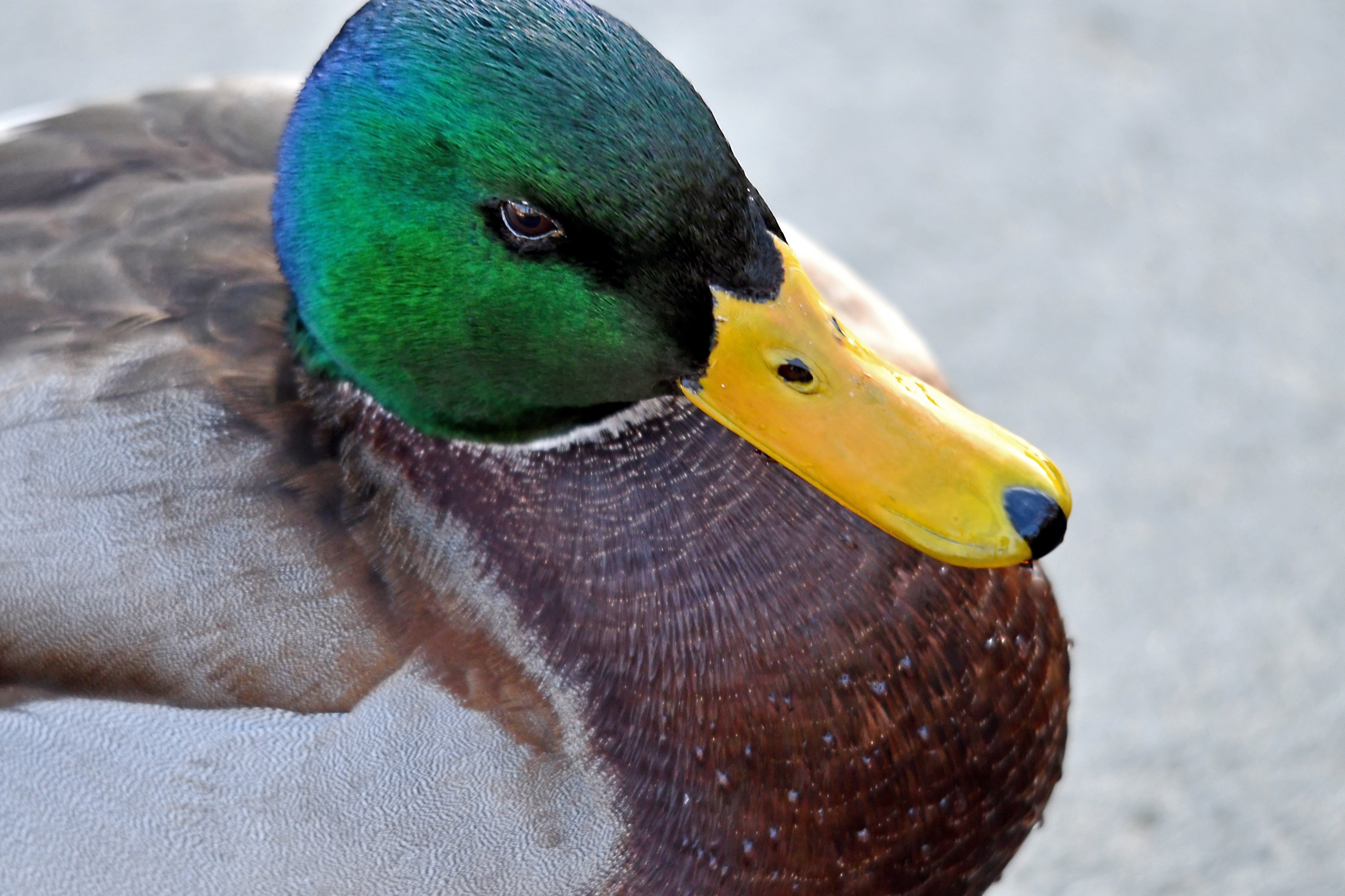 Royal Oak, MI Vacation Rentals house rentals & more Vrbo