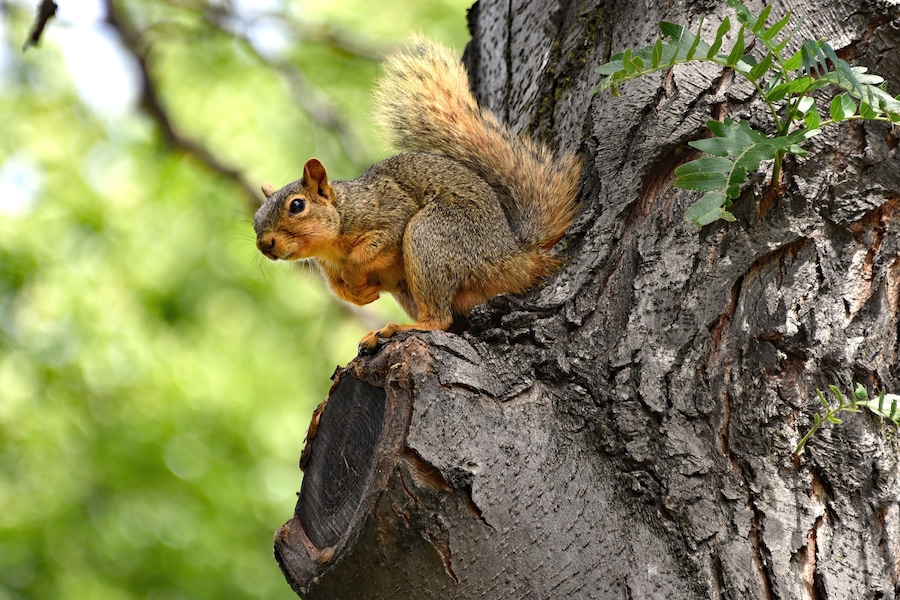 We had a nice, pleasant campsite in Maryhill State Park along the Columbia River in Washington State. This squirrel came by several times a day just to tease our dog.
#nature
#outdoors
#camping
#wildlife
#squirrel
#state_parks