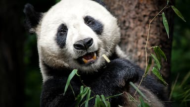 Who would love to be a Zookeeper for Pandas in China? I would do this again in a heartbeat!