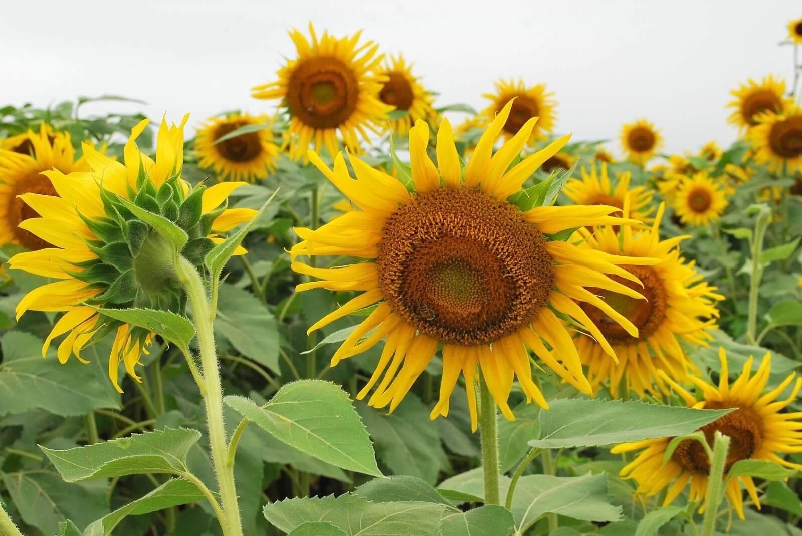Shelby Farms, one of the largest metropolitan parks in the US, is home to a sunflower grove. It spans acres and is amazing to see up close as well as at a distance. #Nature
