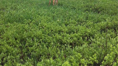 Hike up to a deer lake and you might get to see a deer! #lake #deer