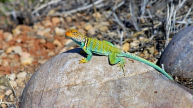 Colorful lizzard basking in the sun. #