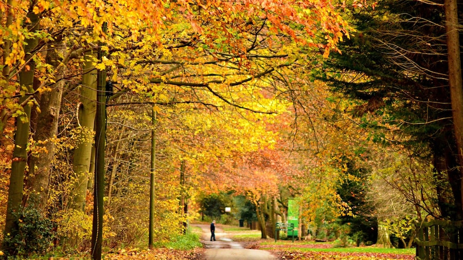 When every leaf is flower! 🍁
Thetford forest is definitely one of the best walking trails to observe fall colors in East England. Even though the whole trail was awesome, the path from Lynford Lodge to Lynford Arboretum was unbelievably beautiful.
#fall #autumn #golden #fallcolors #autumncolors #lynford #lynfordarboretum #thetford #thetfordforrest #forestwalks #walkingtrail #eastengland #england #travel #traveler #wanderlust