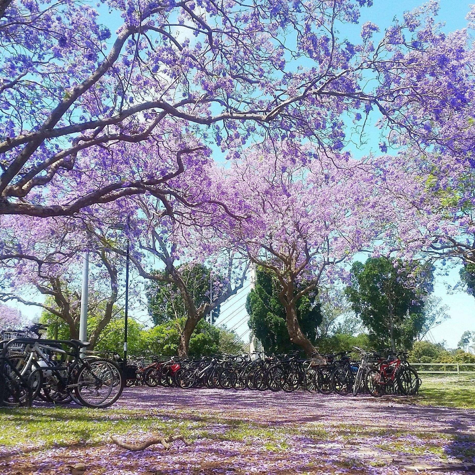 Spring hits Australia in a tidal wave of purple. Urban legend has it, if a Jacaranda flower lands on you, you will fail all your exams #studentlife 