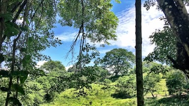 Although you can't really tell, this lake was invaded with blooming white lotus flowers. It was so beautiful. #lake #WhiteLotus #jungle 