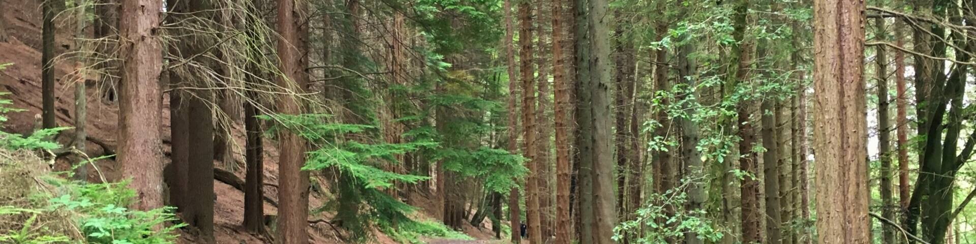 Hamsterly is an ideal
Palace for walks and mountain bike trails, great fun day out for all the family, loads of differ t difficulty trails.