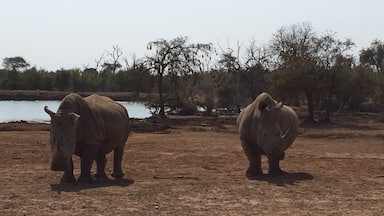 In Hlane National Park, the camp's restaurant looked out over a watering hole frequented by a variety of animals every day.  These two had been napping in the sun around lunchtime, then got up and wandered away.