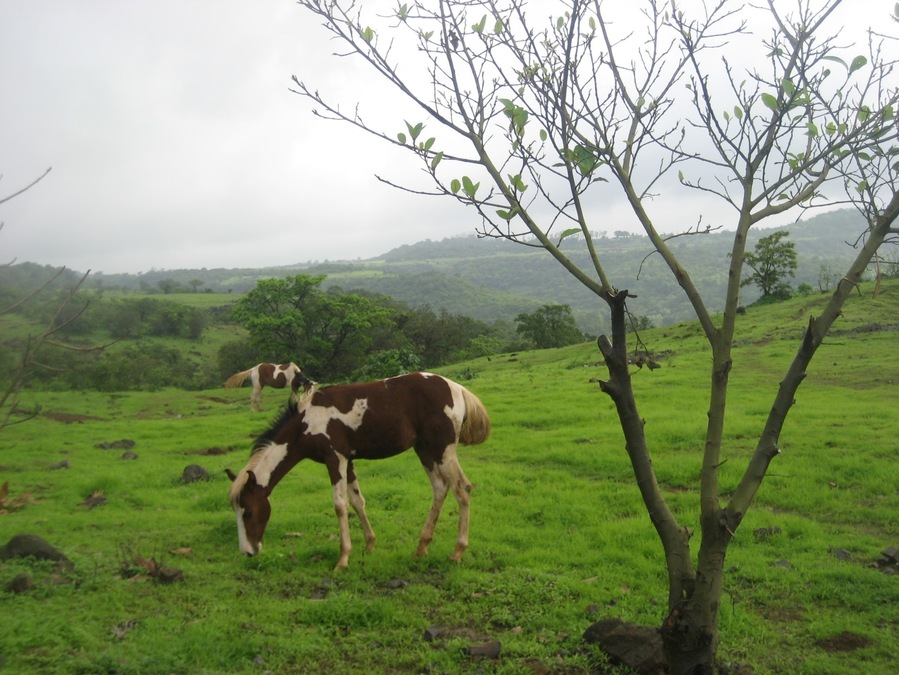 #LifeAtExpedia
On the quick escapade to Bhimashankar, a very pious place hidden in lush greenery, in Maharashtra, India.