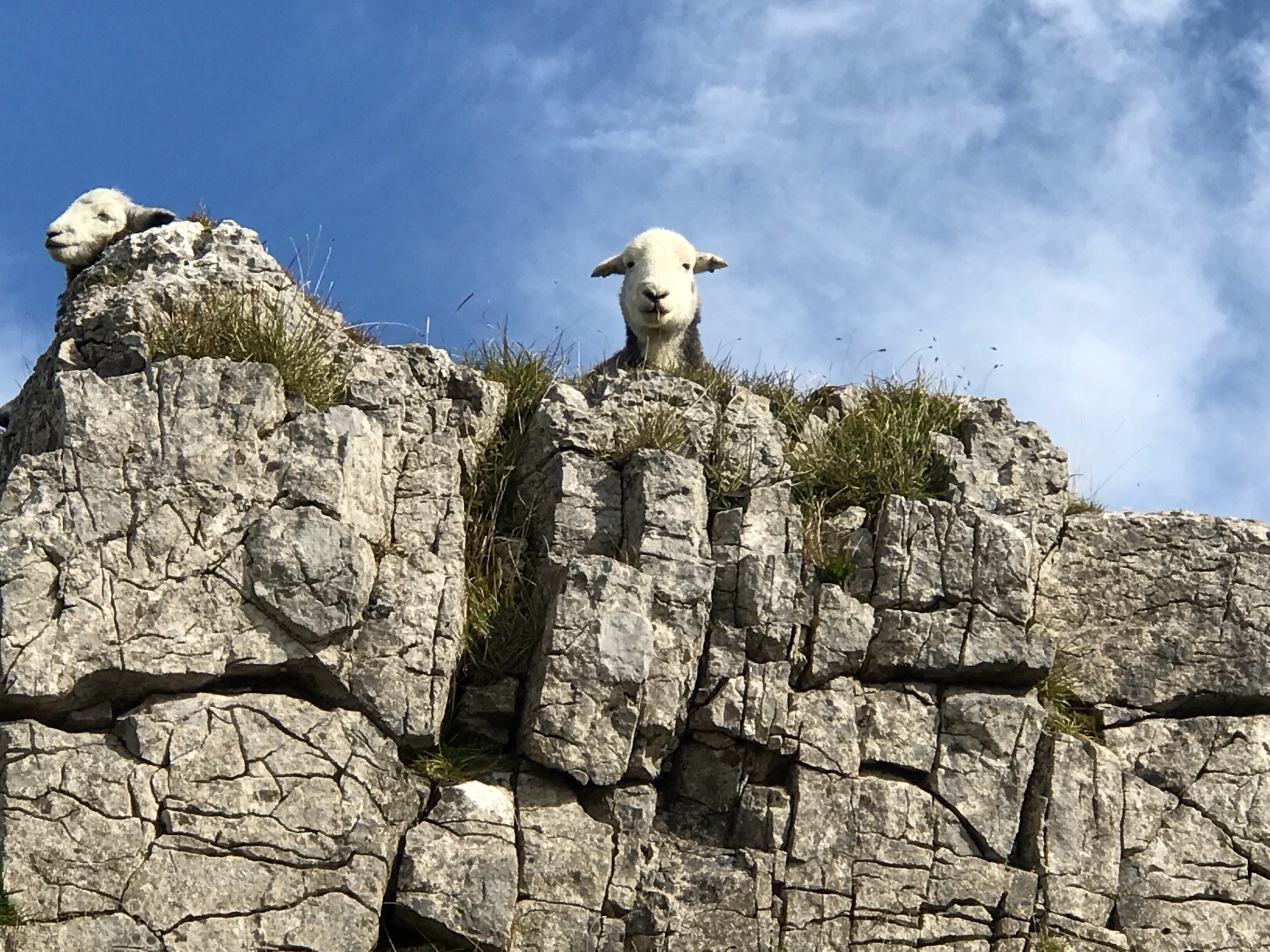 Foto de Cirillo Grano