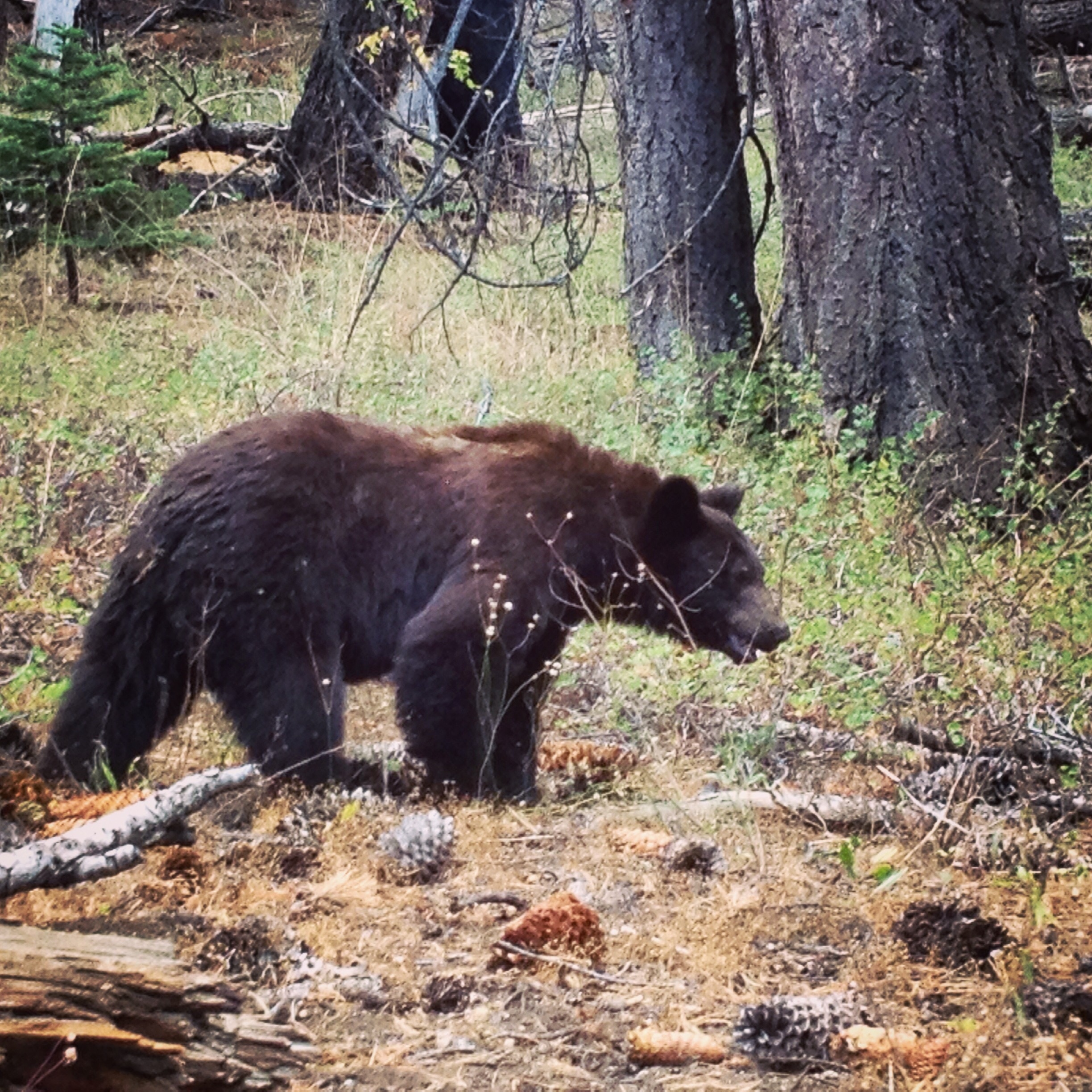 encountering bears are pretty common in California, I guess. Leave the wildlife wild!! 