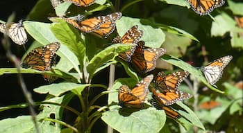 The monarchs in Mexico are just amazing. One more beautiful picture. 