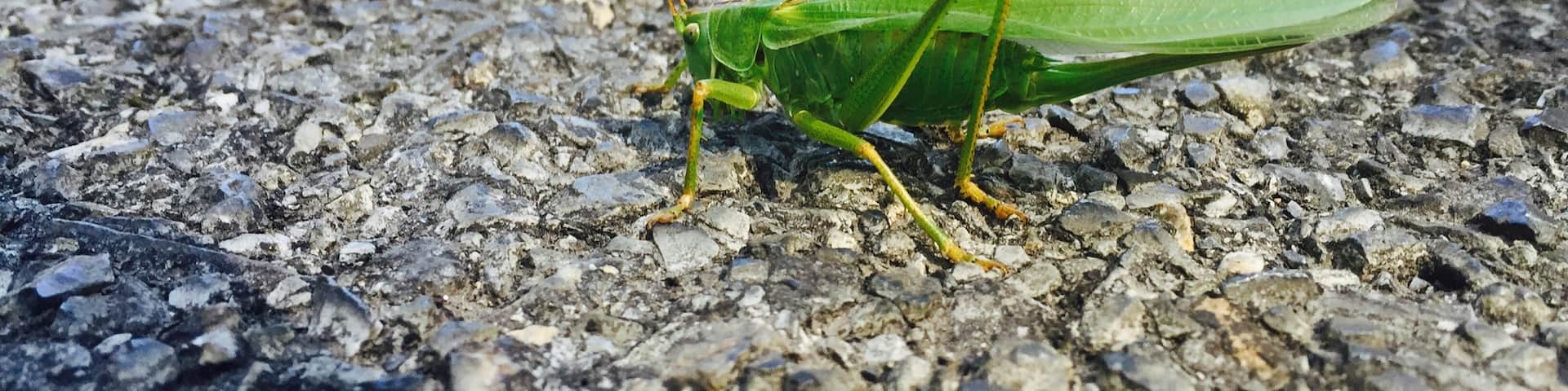 Couldn't resist this grasshopper in the road