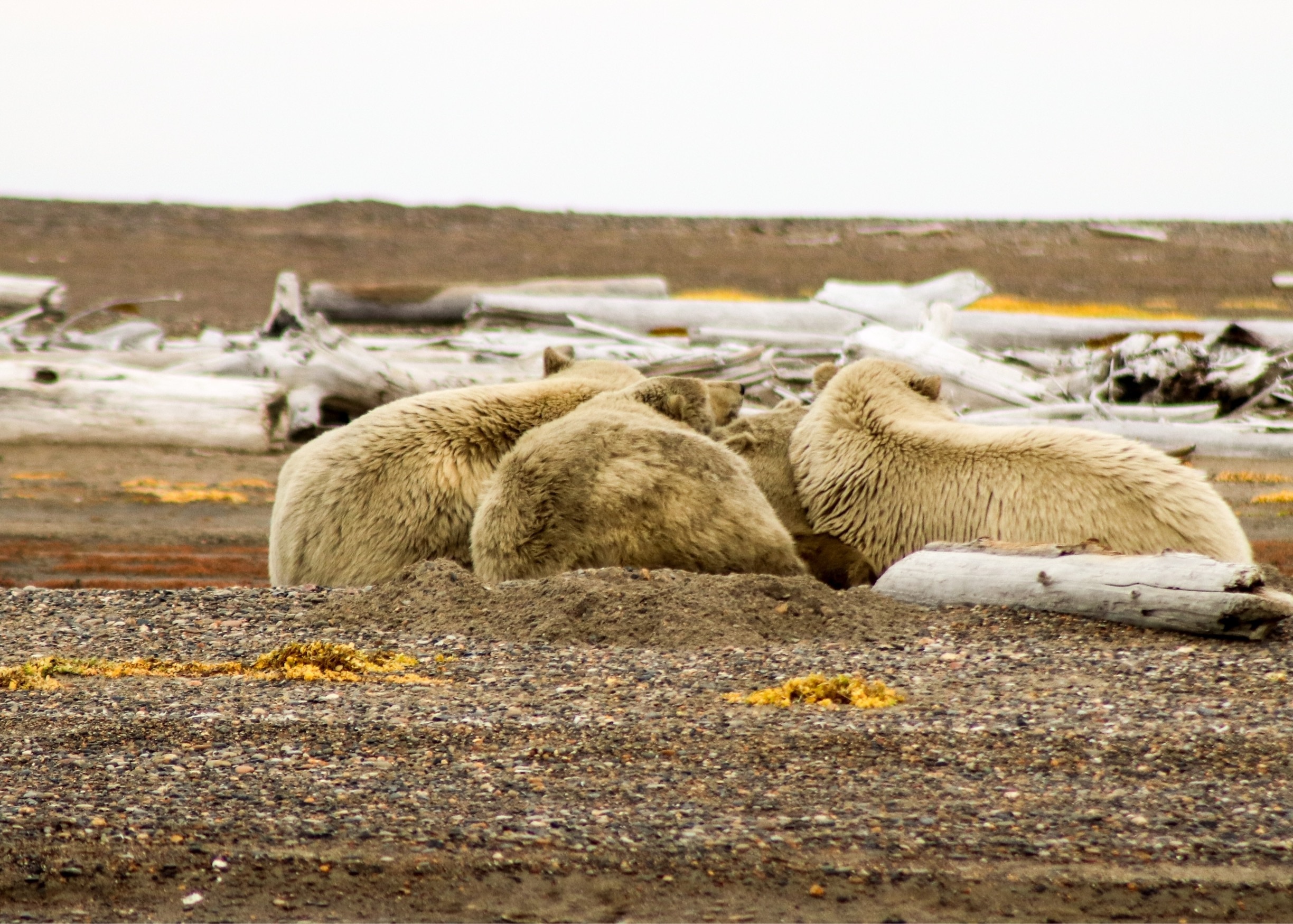 Visit Arctic National Wildlife Refuge 2024 Travel Guide for Arctic