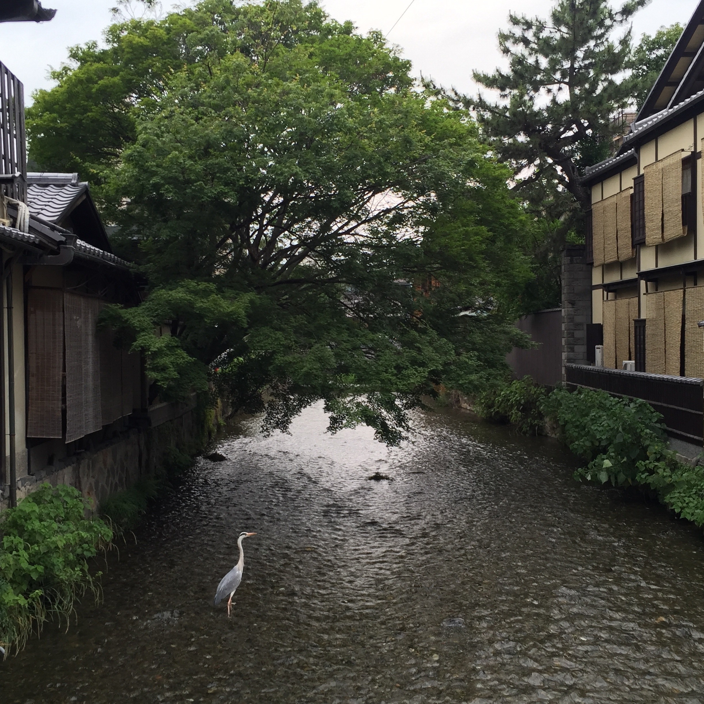 Crane, in the Gion