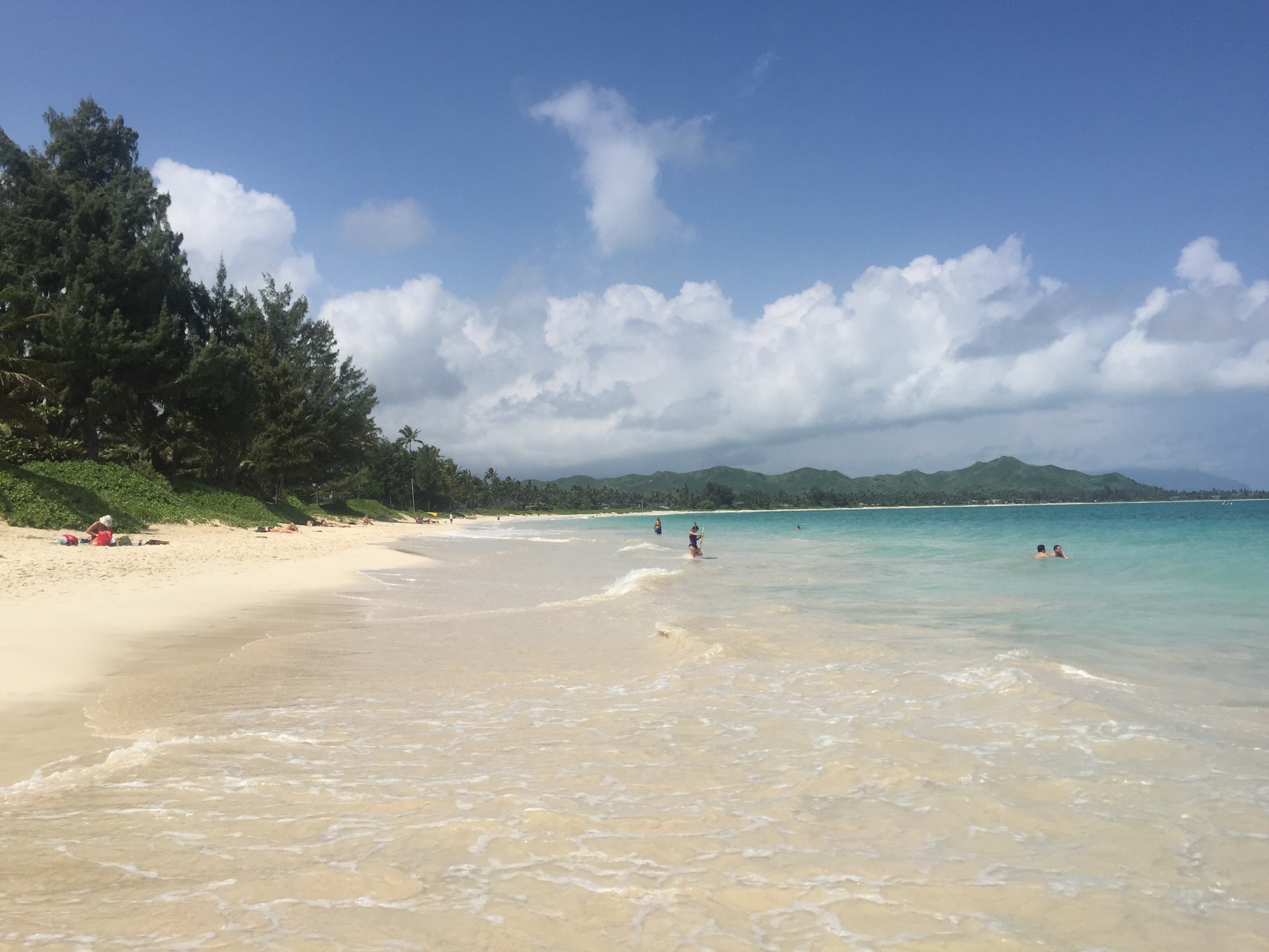 Endemic Flowers Of Kailua Oahu