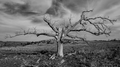 Dead Tree Tells No Lies. A lone survivor on the plains of Oklahoma. I stood on the top of my stepladder to get the perfect angle for this shot. #trovember #nature #oklahoma #wichita mountains