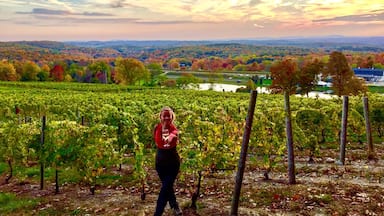 Really pretty Winery to visit! You can sit on the porch outside or at the picnic tables by the pond with the view of the vineyards. Especially vibrant in the fall!