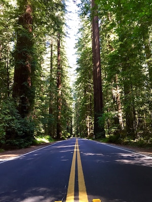 When passing through Humboldt Redwoods State Park in California, be sure to branch off Highway 101 and cruise along Highway 254. This corridor is better known as the Avenue of the Giants, notable for the Coast Redwoods that overshadow the road.
#lifeatexpedia
#roadtrip
#nature
#california