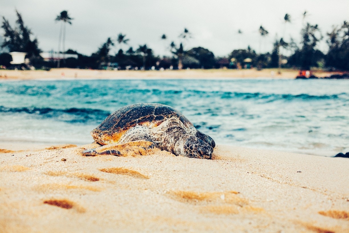 Koloa, Hawaii, United States of America