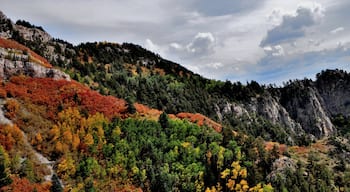 Autumn at the top of the Sandia Mountains in Albuquerque, NM is not to be missed if you happen to visit at just the right time.  Hope you're not afraid of heights.  

#CeliaLuzPhotography #autumn #Albuquerque #NewMexico #trees #landscape #nature #Hike #Sandias #fall #travel #places #seasons #BestHikesAroundtheWorld