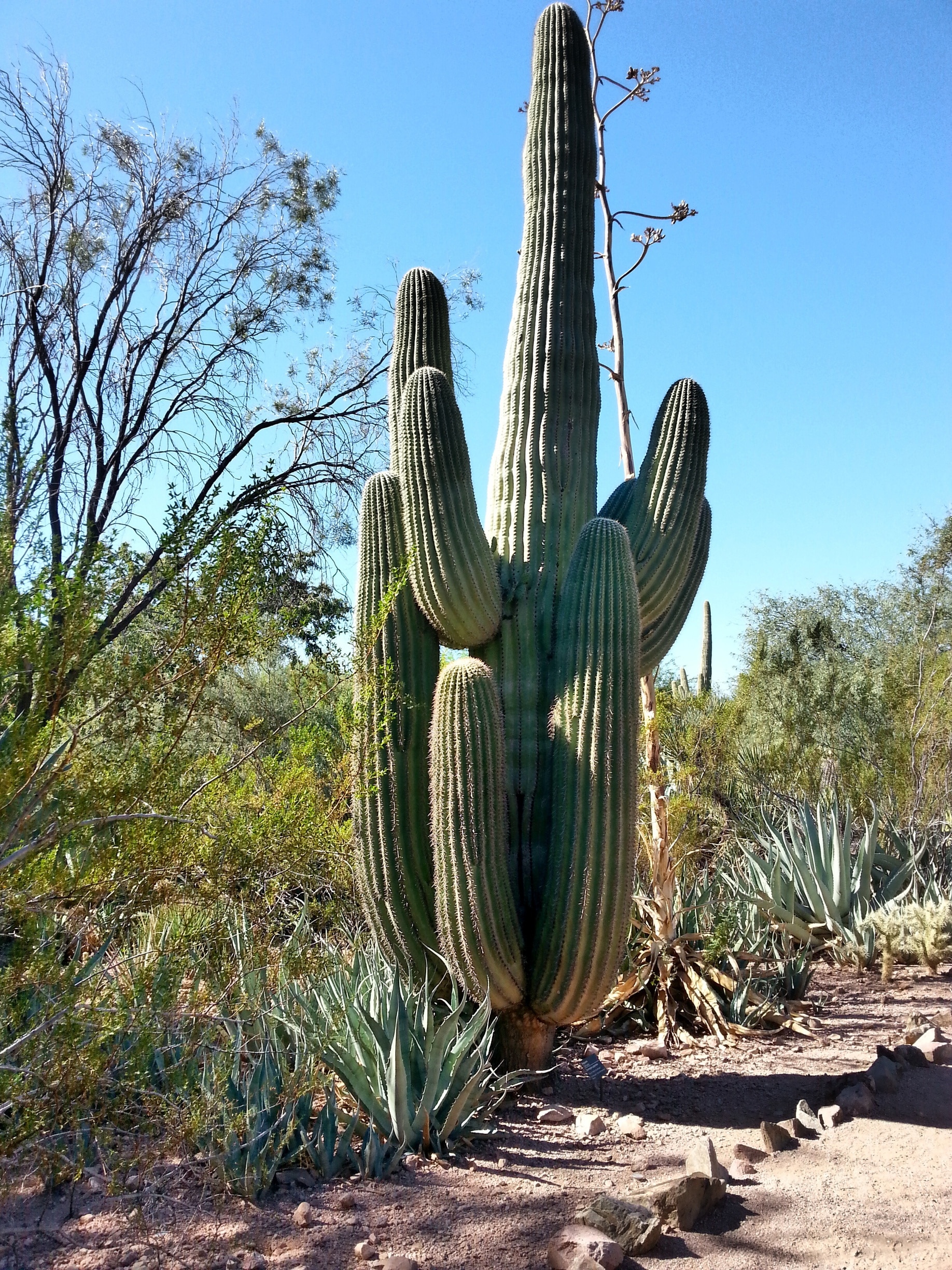 Visit Desert Botanical Garden In Camelback East Expedia