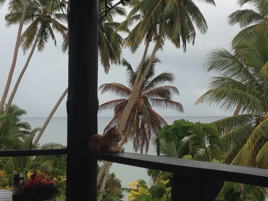 Resident kitty taking in breathing taking views. The restaurant here is so delicious. This place makes you feel welcome. You will leave with a sense of overwhelming peace and gratitude in your heart.