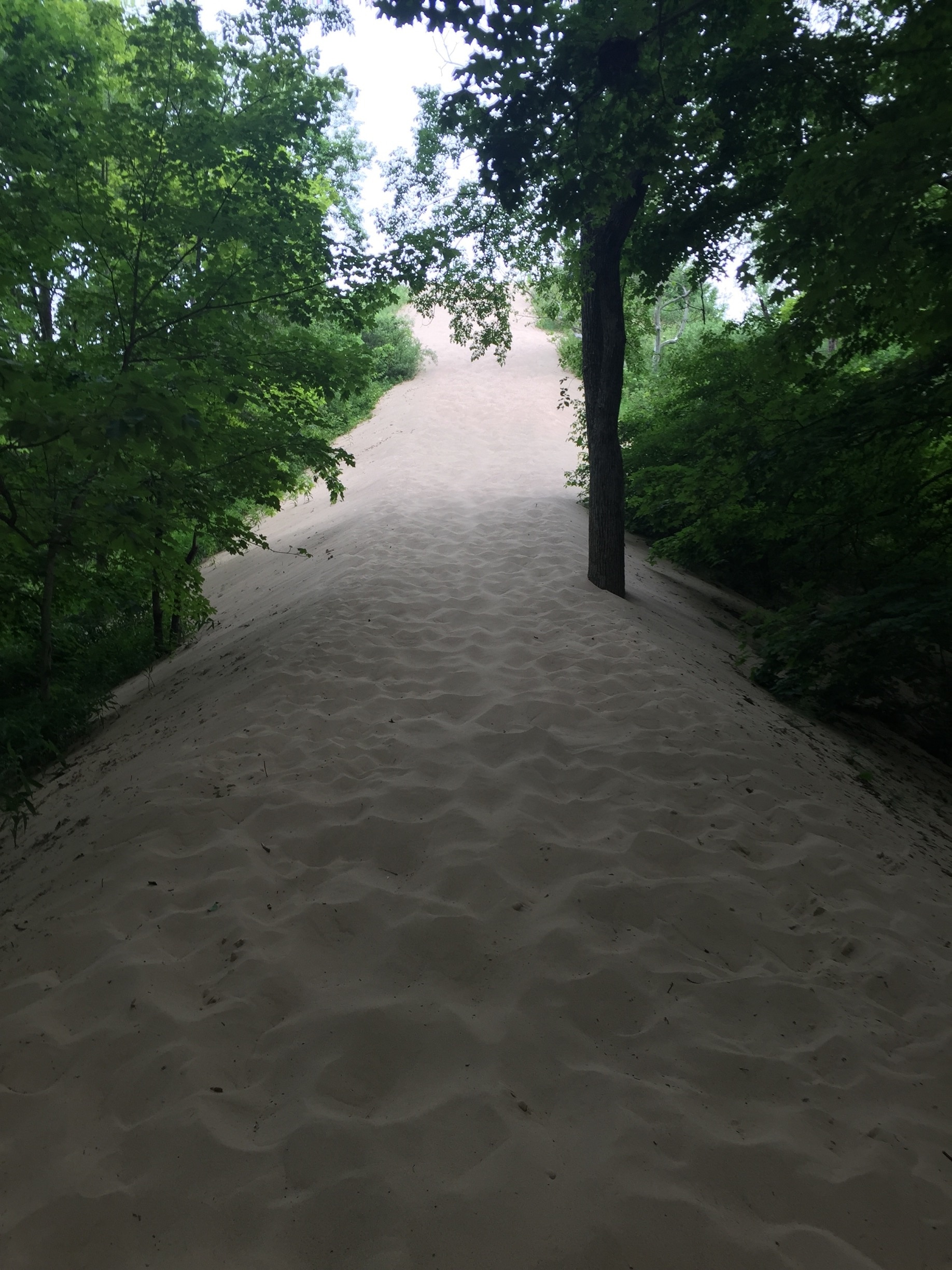 Climb a 600 foot sand dune to be rewarded with a fantastic view out over Lake Michigan! Not to mention great exercise on the way up, and a TON of fun running back down. 