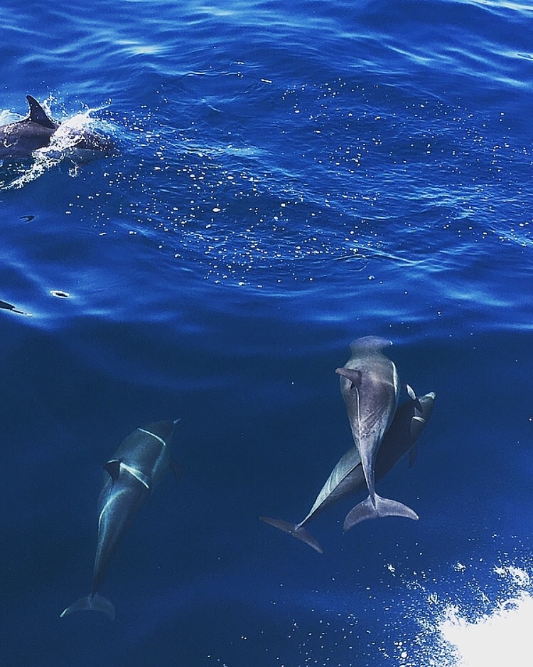 Saw so many dolphins. They followed us almost the entire time. Great boat ride! #LikeALocal