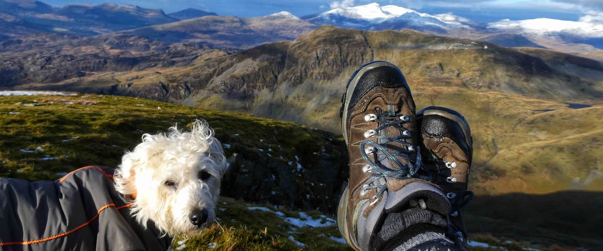 Poppy dog and Moi having a rest on Moelwyn Mawr looking towards a snowcapped Snowdon Range