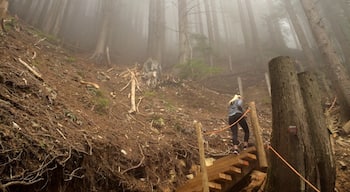 Making my way up the grouse grind when the fog rolled in 