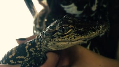 😍🐊 the cute crocodilian