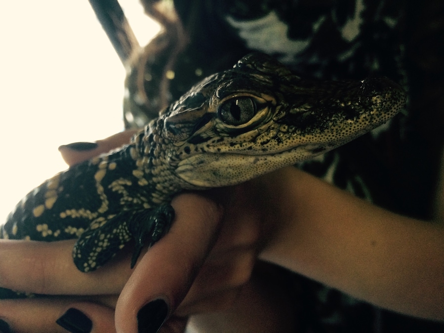 😍🐊 the cute crocodilian