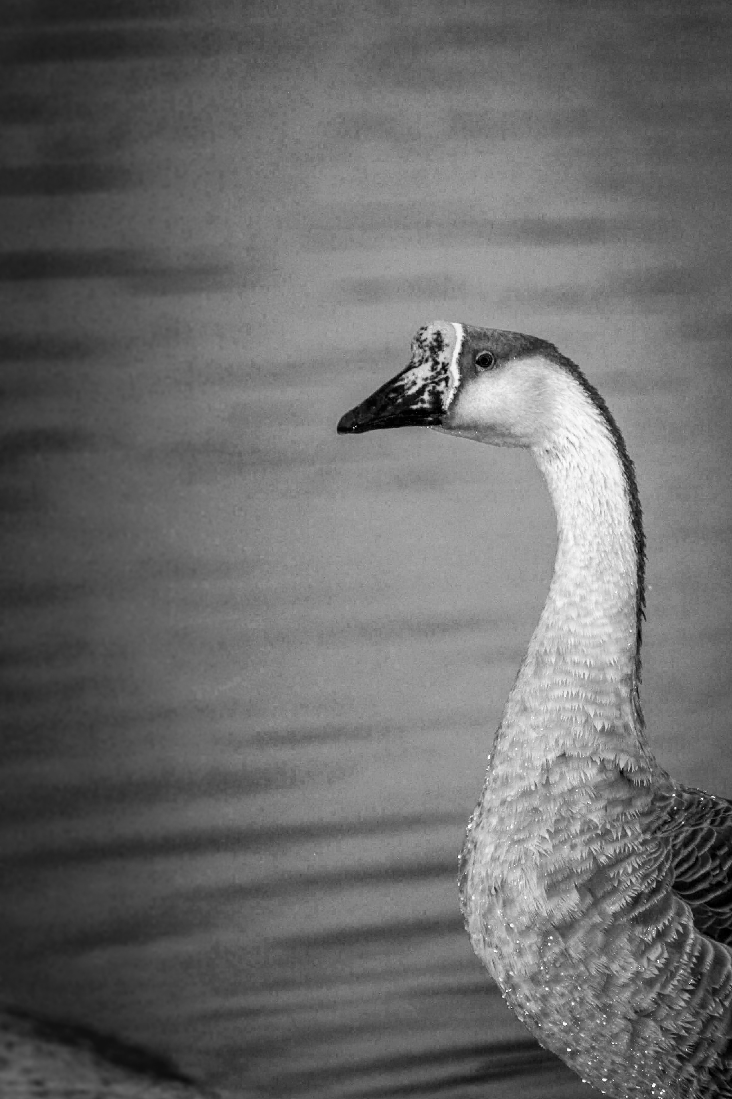 This Goose was not happy with his photoshoot. This Goose came out of the water to pay me a visit.
