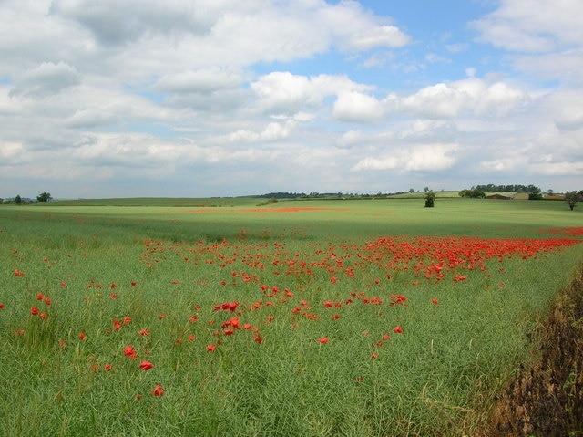 Foto “Crambe” tomada por DS Pugh (CC BY-SA); recorte de la original